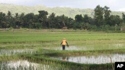 A farmer works in a rice field near the center of Pacitan, Indonesia