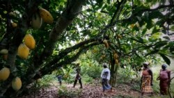Coût exorbitant des engrais pour le cacao; baisse des bons du Trésor américain de Pékin